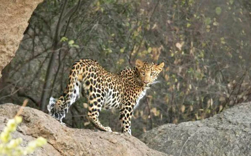 Wildlife Sanctuary Wildlife Sanctuary