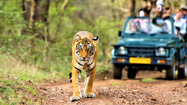 kumbhalgarh-wildlife-sentury-2 (3)