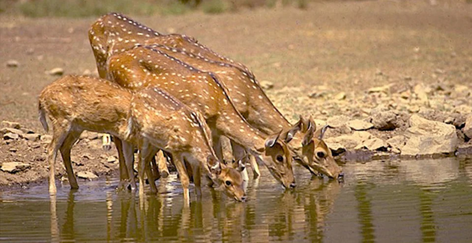 Band Baretha Band Baretha