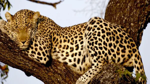 Jaisamand Wildlife Sanctuary Jaisamand Wildlife Sanctuary