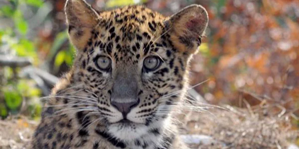 Jawai Leopard Safari Jawai Leopard Safari