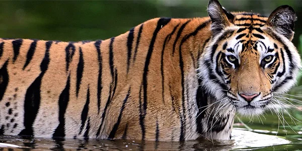 Wildlife Photography Wildlife Photography