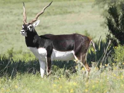 Panchala Black Buck Reserve Panchala Black Buck Reserve