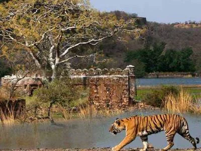 Ranthambore Tour Ranthambore Tour