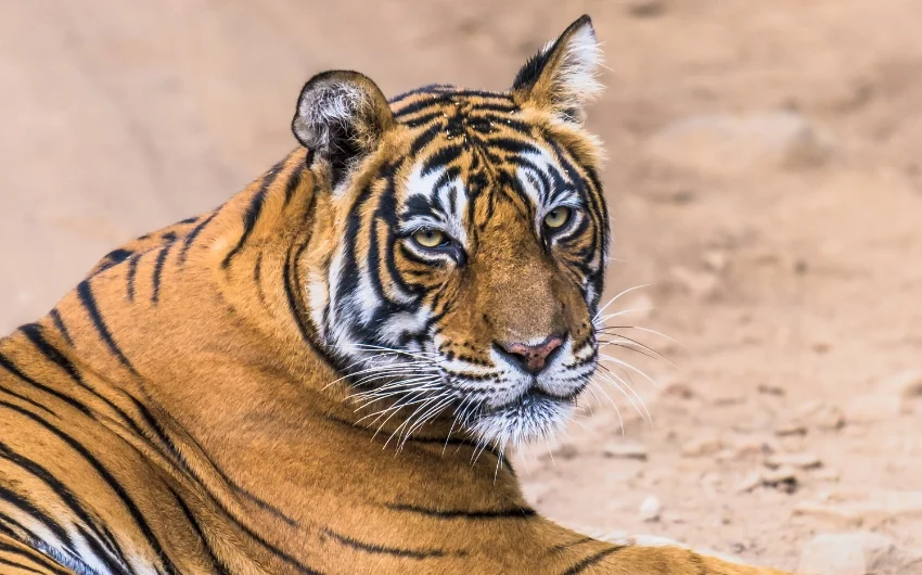 Ranthambore National Park Ranthambore National Park